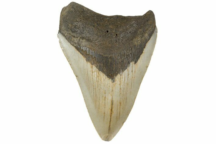 Serrated, Fossil Megalodon Tooth - North Carolina #183342